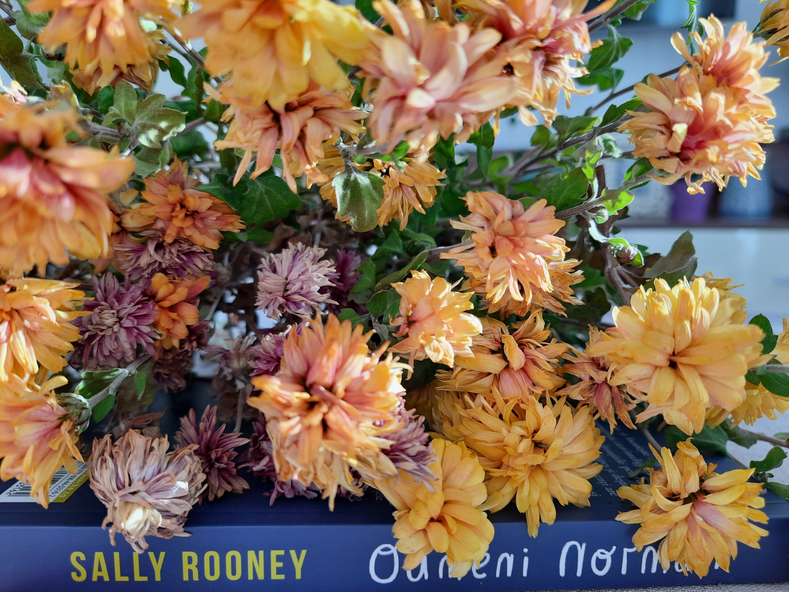 Oameni normali – Sally Rooney